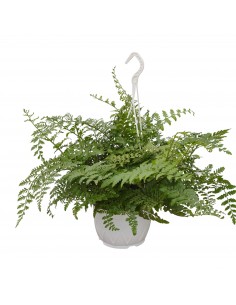 Pianta Asplenium Parvati...