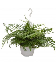 Pianta Asplenium Parvati... 2