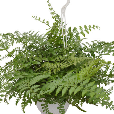 Vendita Pianta Asplenium Parvati 19cm - Piante Verdi | Mondo Piante