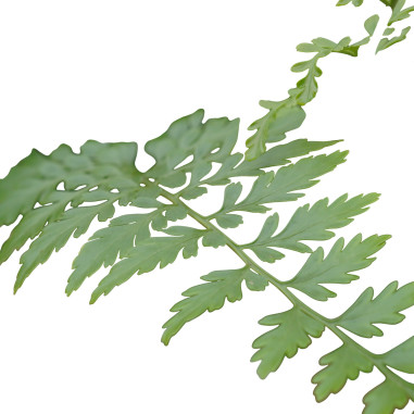 copy of Pianta Aeschynanthus marmoratus