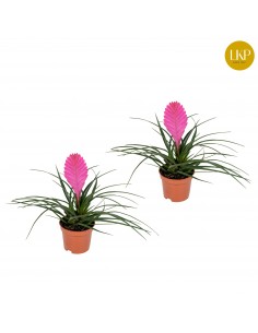 Pianta Tillandsia cyanea...