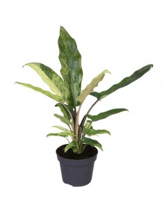 Pianta Alocasia...