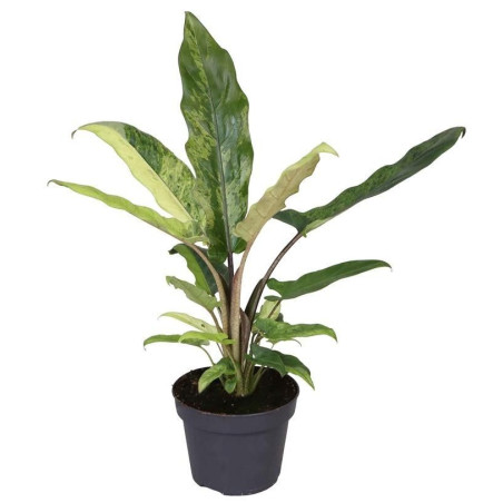 Vendita Pianta Alocasia Lauterbachiana-Piante Verdi | Mondo Piante