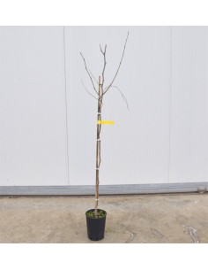 Albero di Gelso 3 Anni | Mondo Piante