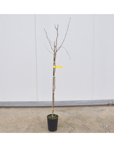 Albero di Gelso 3 Anni | Mondo Piante