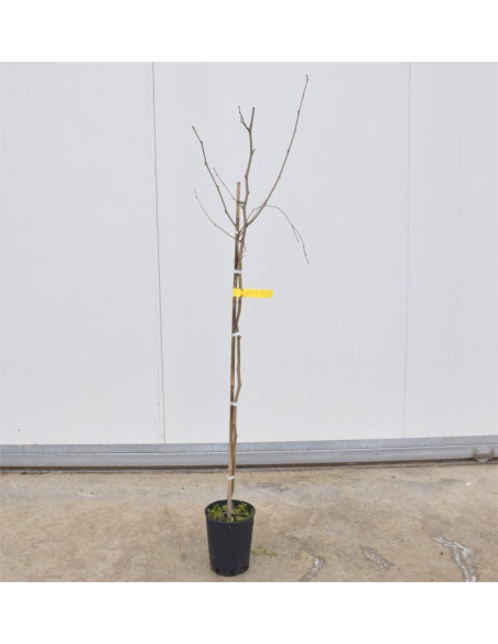 Albero di Gelso 3 Anni | Mondo Piante