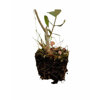 Ulivo Coratina (Vaso 7cm) - Pianta Giovane Certificata|Mondo Piante