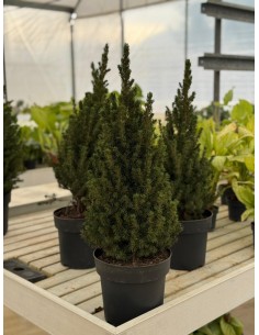 Pianta di Pinus/Picea...