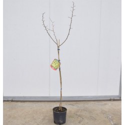 Albero di Gelso 3 Anni 2