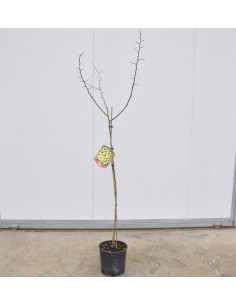 Albero di Gelso 3 Anni | Mondo Piante 2