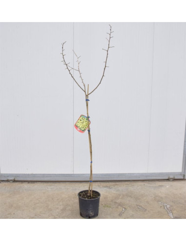 Vendita Albero di Gelso 3 Anni - Alberi da Frutto Online| Mondo Piante