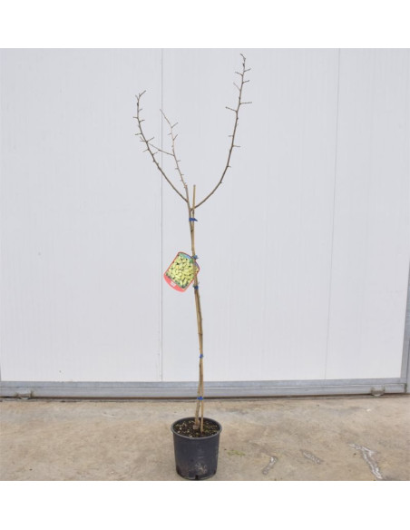 Albero di Gelso 3 Anni | Mondo Piante