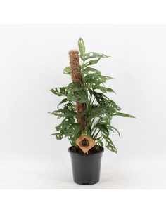 copy of Alocasia tree