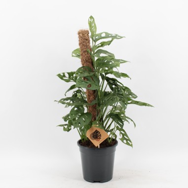 Sale of Alocasia Tree-Green Plants | World of Plants