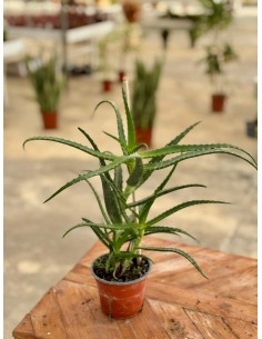 copy of Aloe Vera Succulent...