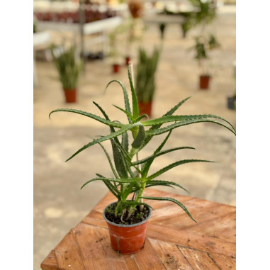 Vendita Pianta Aloe arborescens-Piante Grasse OnLine|Mondo Piante