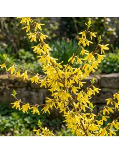 Pianta di Forsizia Vaso...