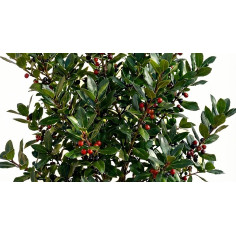 Pianta Rhamnus Alaterno Vaso 7 cm: Vendita | Mondo Piante