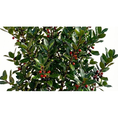 Rhamnus Alaternus (Alaterno) - Siepe Sempreverde Rustica|Mondo Piante