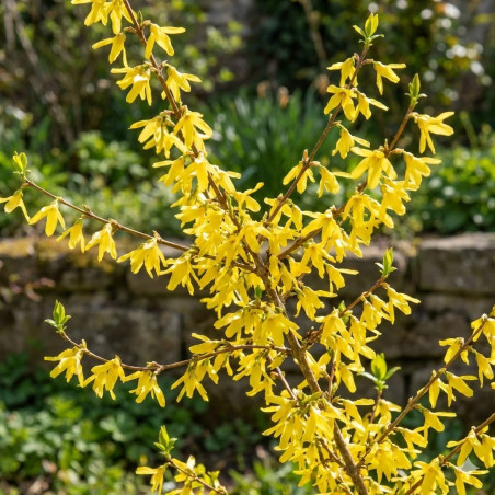 Forsizia (Forsythia) in Vaso - Arbusto a Fioritura Gialla|Mondo Piante
