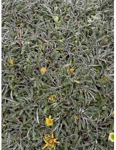 copy of Abelia Confetti Plant