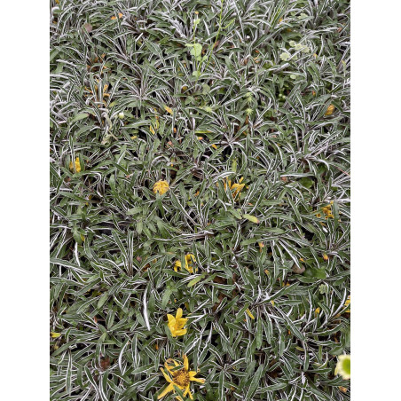 Pianta Dymondia in Vaso-Tappezzante Calpestabile Online|Mondo Piante