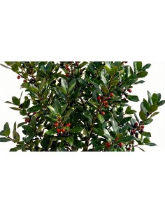 copy of Abelia Confetti Plant