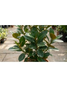 5 Piante di Ficus Australis...