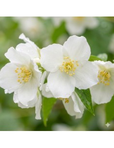 5 Piante di Philadelphus...
