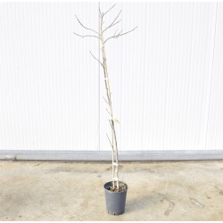 Vanilla persimmon tree