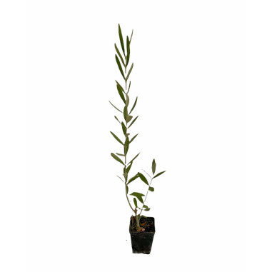 On-line Sale of the Ogliarola Barese olive tree-Fruit Trees|Mondo Piante