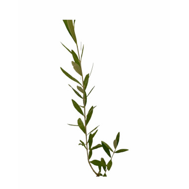 On-line Sale of the Ogliarola Barese olive tree-Fruit Trees|Mondo Piante