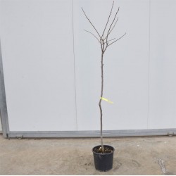 Vanilla persimmon tree 2