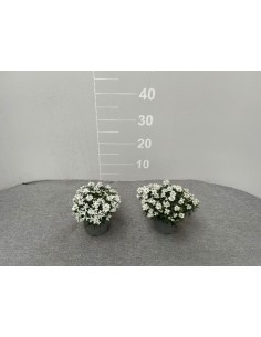 Pianta Iberis Sempervirens... 2