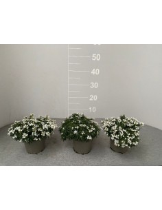 copy of Lavender Plant