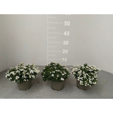 Pianta Iberis Sempervirens Vaso 14cm-Piante Stagionali|Mondo Piante