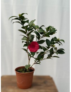 copy of Abelia Confetti Plant