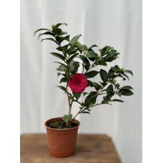 Pianta Camellia japonica...
