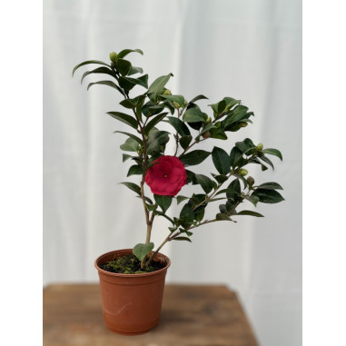 Pianta Camellia japonica-Piante Da Cespuglio Online |Mondo Piante