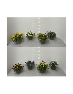 copy of Lavender Plant