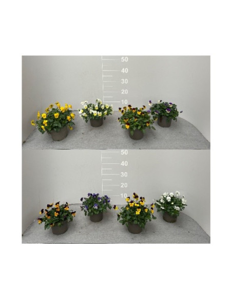 Pianta Viola Cornuta Vaso 14cm-Piante Stagionali|Mondo Piante