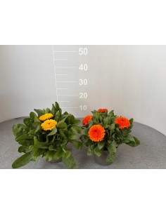 Pianta Calendula Vaso 14cm...