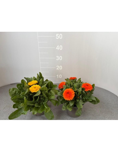 Pianta Calendula Vaso 14cm-Piante Stagionali|Mondo Piante