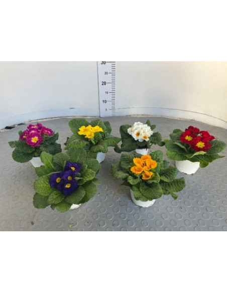 Pianta Primula Vaso 14cm-Piante Stagionali|Mondo Piante