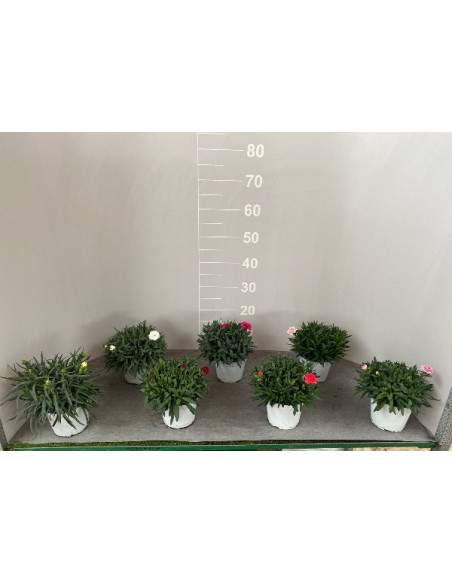 Pianta Dianthus Vaso 14cm-Piante Stagionali|Mondo Piante