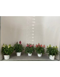 copy of Lavender Plant