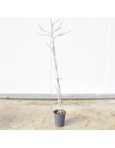 Albero di Kaki Mela 3 Anni | Mondo Piante 2
