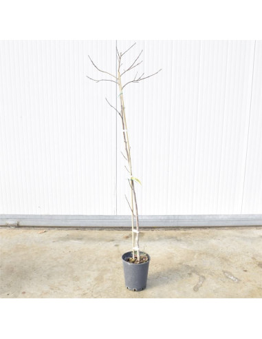 Vendita Albero di Kaki Mela 3 Anni - Alberi Online| Mondo Piante