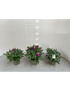 copy of Lavender Plant