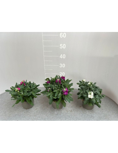 Pianta Violaciocca Vaso 14cm-Piante Stagionali|Mondo Piante